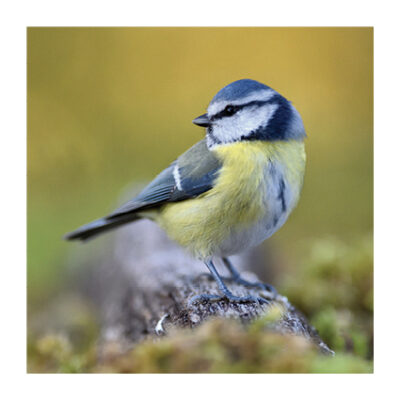 BLUE TIT