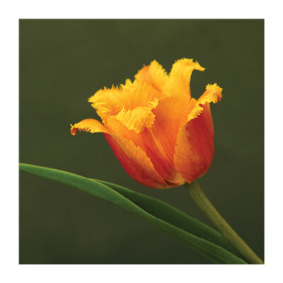 TULIP